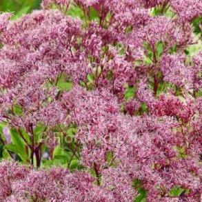 Eutrochium purpureum 'Baby Joe'. <br/>Hjortetrst