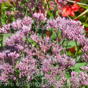 Eutrochium maculatum 'Phantom'. <br/>Hjortetrst