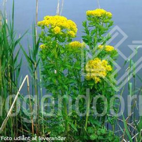 Euphorbia palustris <br/>Strandvortem�lk