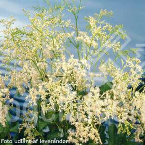 Filipendula ulmaria. <br/>Mj�durt