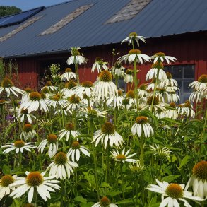 Echinacea purpurea 'White Swan'. <br/>Purpursolhat