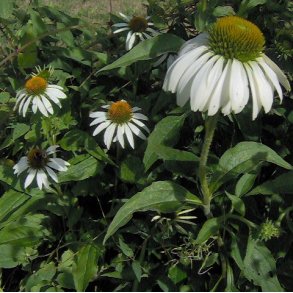 Echinacea purpurea 'Alba'. <br/>Purpursolhat