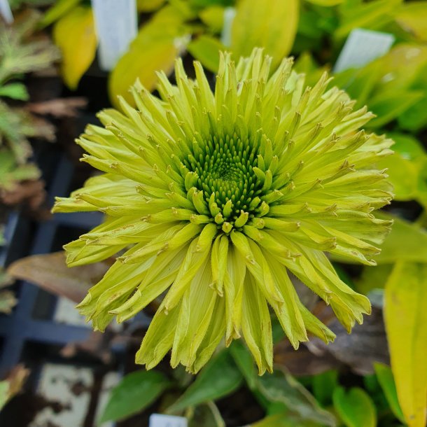 Echinacea SunSeekers 'Apple Green'. <br/>Purpursolhat