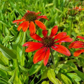 Echinacea purpurea ARTISAN SOFT ORANGE 'Pas1308374'. <br/>Purpursolhat