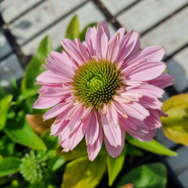 Echinacea SUNSEEKERS BLUSH 'lfecssblus'. <br/>Purpursolhat