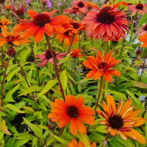 Echinacea SUNSEEKERS CLEMENTINE 'lfecsscle'. <br/>Purpursolhat