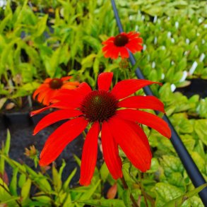 Echinacea SUNSEEKERS CORAL 'lfecssc'. <br/>Purpursolhat