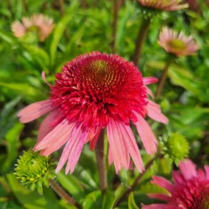 Echinacea 'Delicious Strawberry'. <br/>Purpursolhat