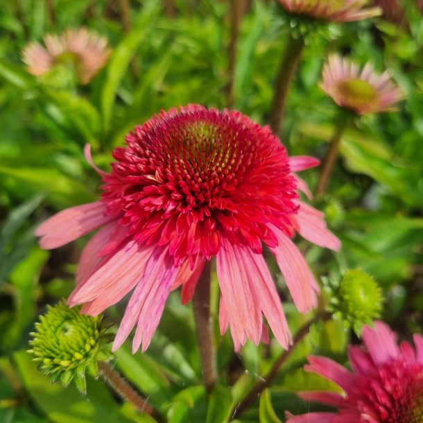 Echinacea 'Delicious Strawberry'. <br/>Purpursolhat