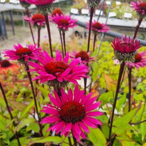 Echinacea purpurea 'Fatal Attraction'. <br/>Purpursolhat