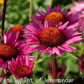 Echinacea purpurea 'Fatal Attraction'. <br/>Purpursolhat
