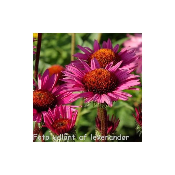Echinacea purpurea 'Fatal Attraction'. <br/>Purpursolhat