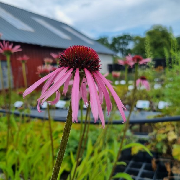 Echinacea pallida 'Four Judging Eyes' <br/>Purpursolhat