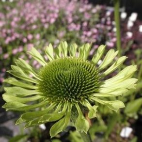 Echinacea purpurea 'Green Jewel'. <br/>Purpursolhat