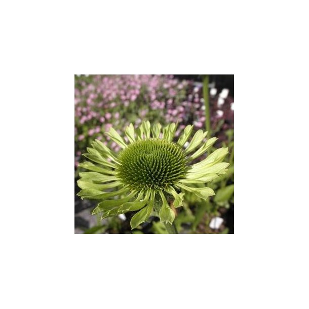 Echinacea purpurea 'Green Jewel'. <br/>Purpursolhat