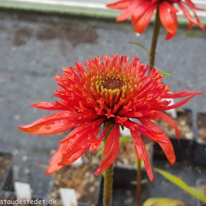 Echinacea 'Irresistible'. <br/>Purpursolhat