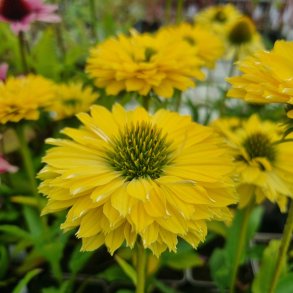 Echinacea SUNSEEKERS LIMONCELLO. <br/>Purpursolhat