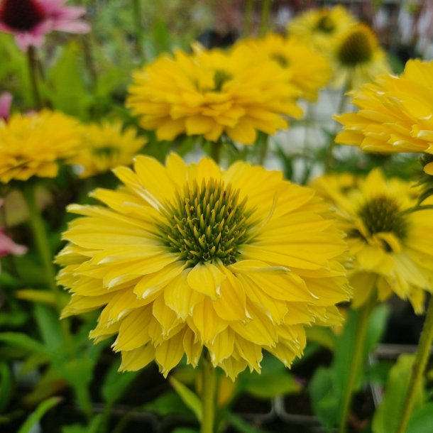 Echinacea SUNSEEKERS LIMONCELLO. <br/>Purpursolhat