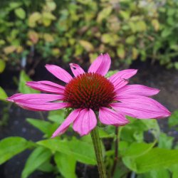 Echinacea purpurea 'Little Magnus'. <br/>Purpursolhat
