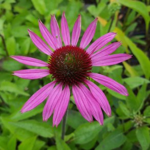 Echinacea purpurea 'Little Magnus'. <br/>Purpursolhat