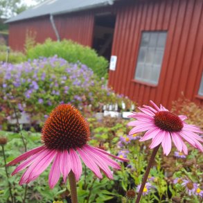 Echinacea purpurea 'Magnus Superior'. <br/>Purpursolhat