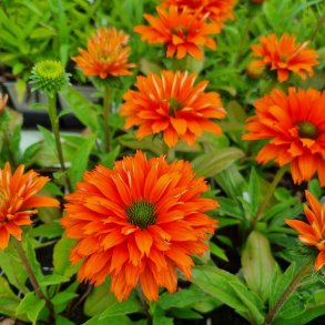 Echinacea SUNSEEKERS MINEOLA 'lfecssmin'. <br/>Purpursolhat