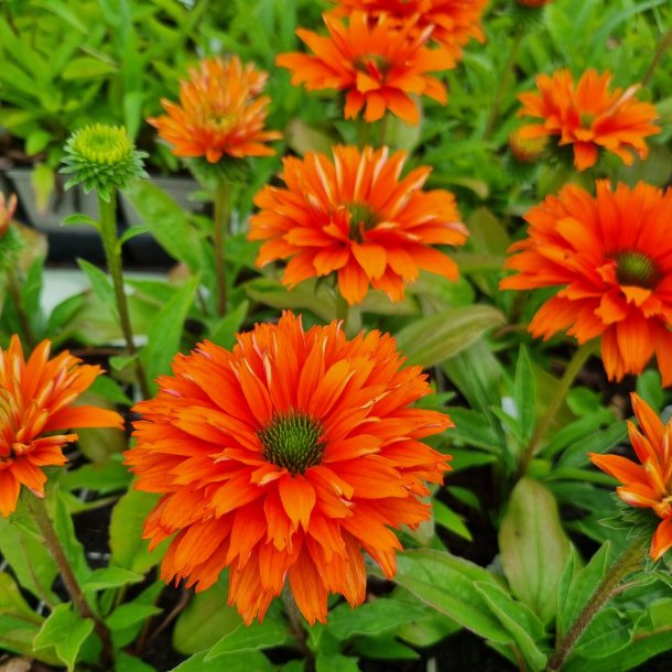 Echinacea SUNSEEKERS MINEOLA 'lfecssmin'. <br/>Purpursolhat