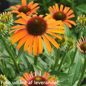 Echinacea purpurea ORANGE SKIPPER 'Echor273'. <br/>Purpursolhat