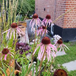 Echinacea pallida. <br/>Purpursolhat