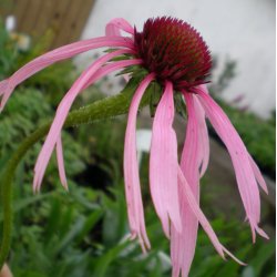 Echinacea pallida. <br/>Purpursolhat
