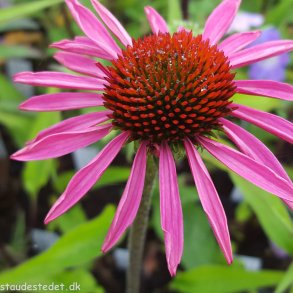 Echinacea purpurea 'Pica Bella'. <br/>Purpursolhat