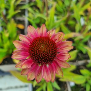Echinacea KISMET 'Pink Lemonade'. <br/>Purpursolhat