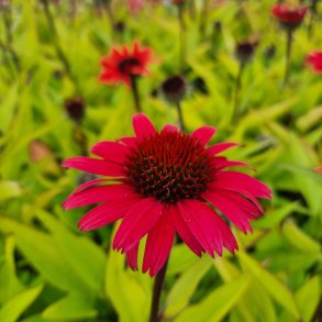 Echinacea SUNSEEKERS POMEGRANATE 'Ifecsspom'. <br/>Purpursolhat