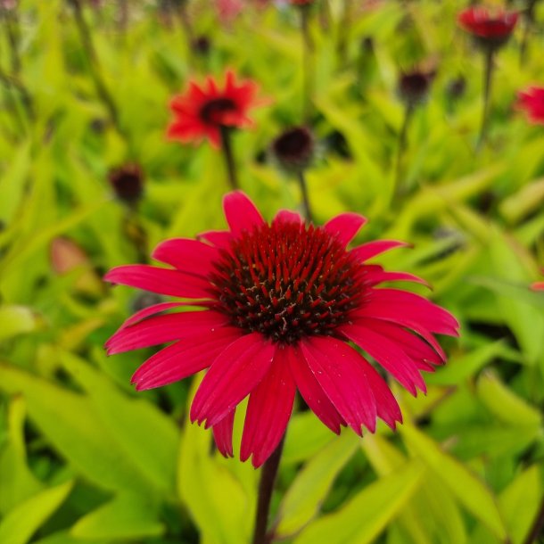 Echinacea SUNSEEKERS POMEGRANATE 'Ifecsspom'. <br/>Purpursolhat