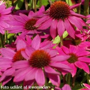 Echinacea purpurea POW WOW WILD BERRY 'Pas 702917'. <br/>Purpursolhat