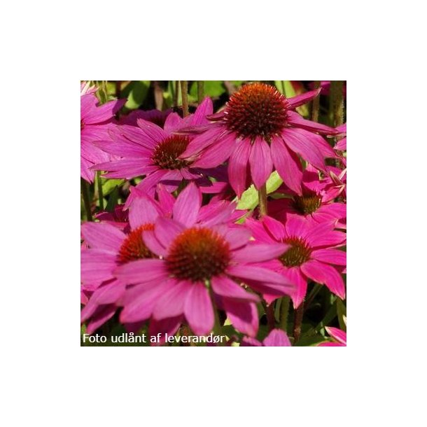 Echinacea purpurea POW WOW WILD BERRY 'Pas 702917'. <br/>Purpursolhat
