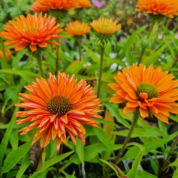 Echinacea SUNSEEKERS PUMPKIN PIE. <br/>Purpursolhat