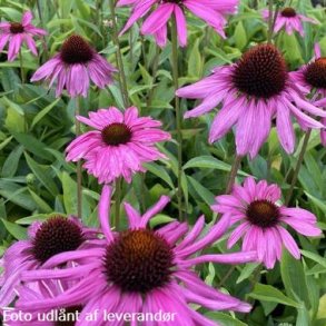 Echinacea 'Purple Emperor'. <br/>Purpursolhat