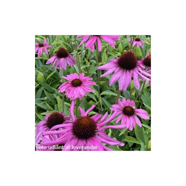 Echinacea 'Purple Emperor'. <br/>Purpursolhat