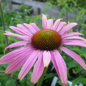 Echinacea purpurea 'Magnus'. <br/>Purpursolhat