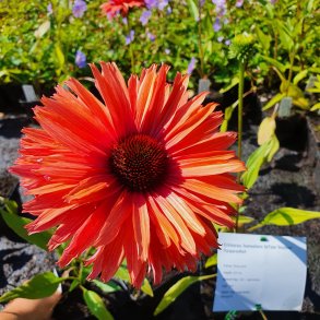 Echinacea SUNSEEKERS RAINBOW 'lfecsssal'. <br/>Purpursolhat
