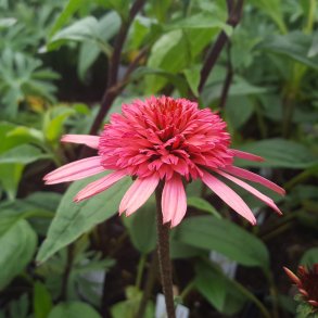 Echinacea 'Raspberry Truffle'. <br/>Purpursolhat