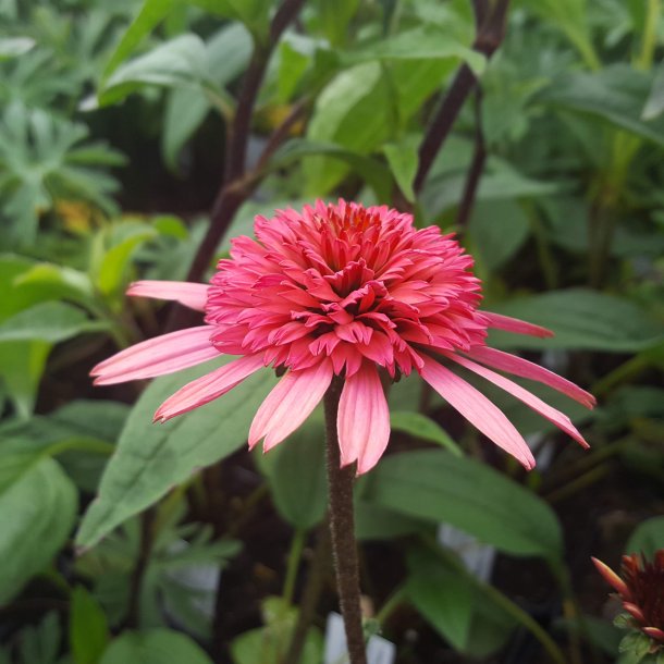 Echinacea 'Raspberry Truffle'. <br/>Purpursolhat