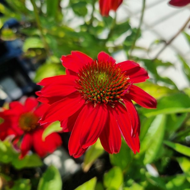 Echinacea purpurea RED SKIPPER. <br/>Purpursolhat