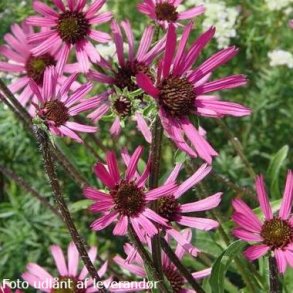 Echinacea tennesseensis 'Rocky Top'. <br/>Purpursolhat