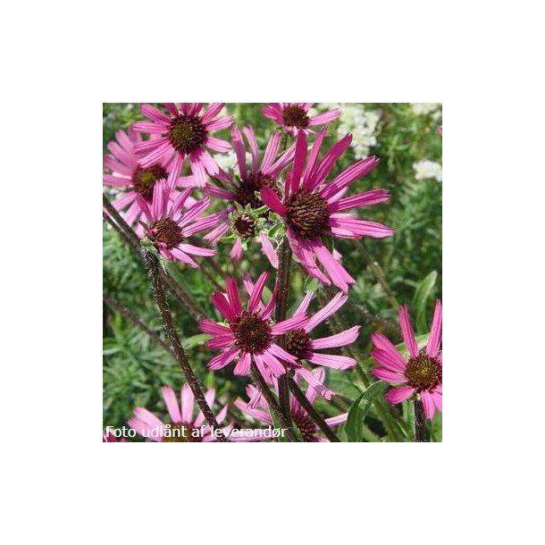 Echinacea tennesseensis 'Rocky Top'. <br/>Purpursolhat