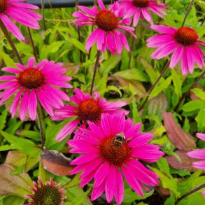 Echinacea SUNSEEKERS ROSY 'Ifecssrosy'. <br/>Purpursolhat