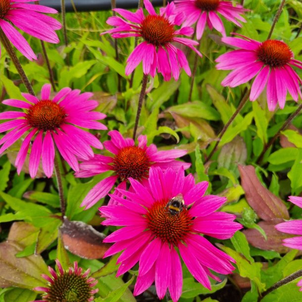 Echinacea SUNSEEKERS ROSY 'Ifecssrosy'. <br/>Purpursolhat
