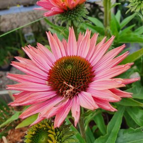Echinacea SUNSEEKERS SALMON 'lfecssal'. <br/>Purpursolhat