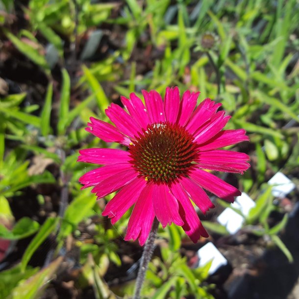 Echinacea purpurea 'Sensation Pink'. <br/>Purpursolhat